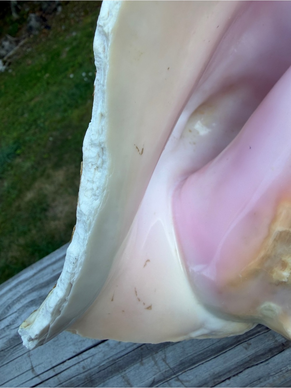 Queen Conch SeaShell - Picture 5 of 12